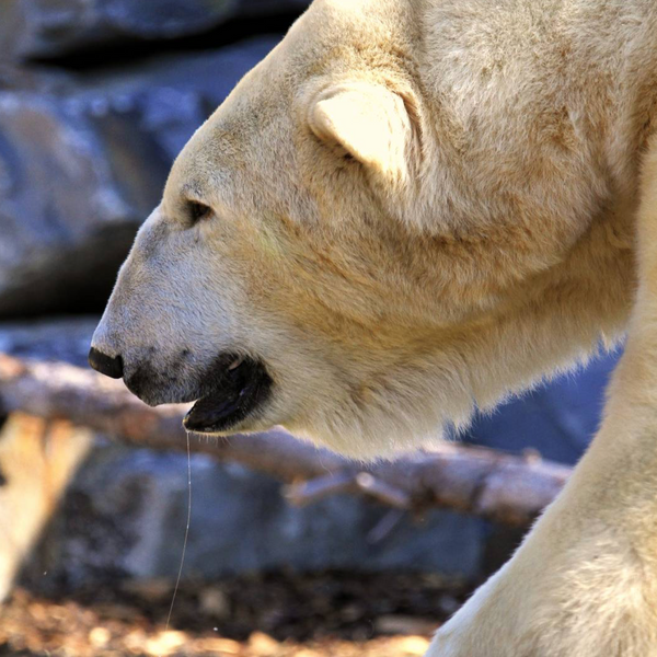Calgary Zoo Voucher